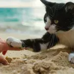 Can I take my cat to the beach? | 6 do´s and 6 don’ts.