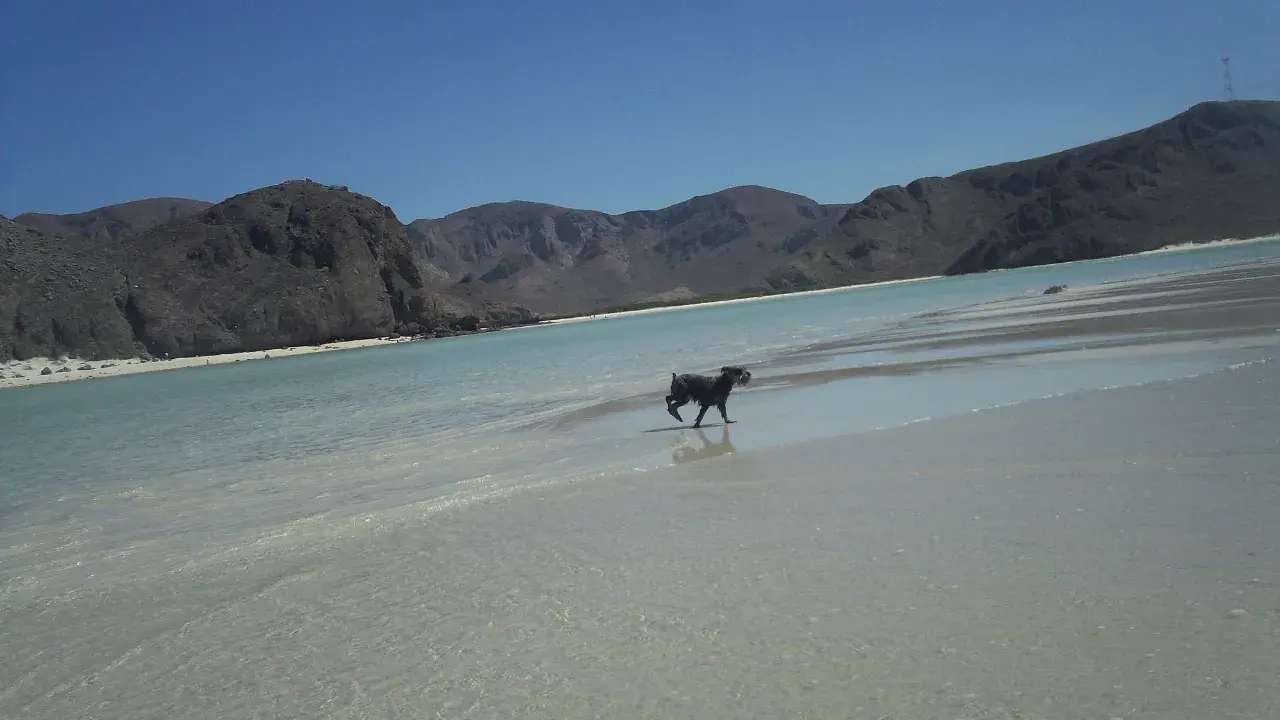 Pet-friendly vacations