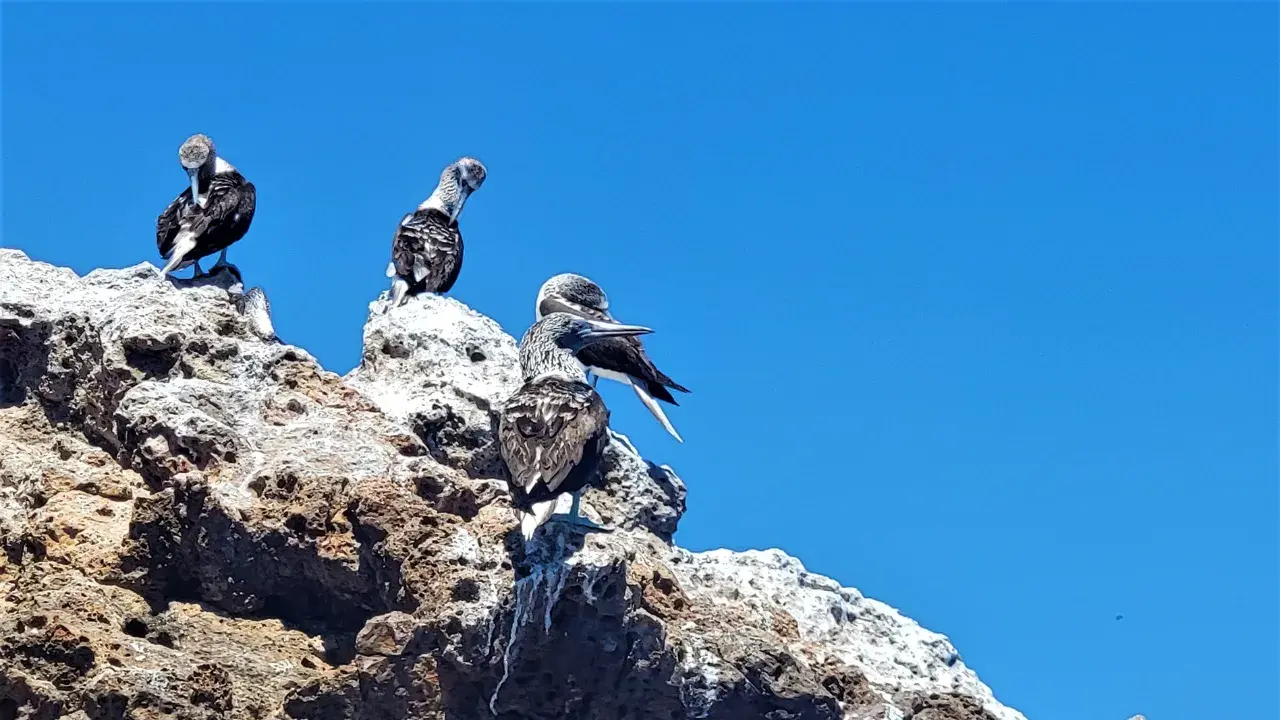 Blue-footed 'booby' bird